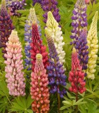 Lupina mnoholistá Russel Mix - Lupinus polyphyllus - semena lupiny - 20 ks