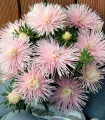 Kitajska astra Starlight Light Pink – Callistephus chinensis – semena astry – 50 kosov