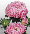 Kitajska astra Matador Salmon Pink – Callistephus chinensis – semena astry – 50 kosov