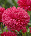 Kitajska astra King Size Red – Callistephus chinensis – semena astry – 50 kosov