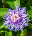 Pasijonka - Passiflora incarnata - semena pasijonke - 4 kos