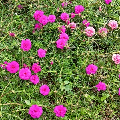 Šrucha zlatá Sundial Fuchsia F1 - Portulaca grandiflora - semena šruchy - 80 ks
