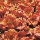 Zlata portulaka Sundial Tangerine F1 – Portulaca grandiflora – semena portulake – 80 kosov