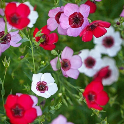 Len velkokvětý Tricolore - Linum grandiflorum - semena lnu - 100 ks
