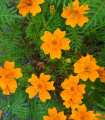 Oranžna drobnocvetna tagetes - Tagetes tenuifolia - semena tagetesa - 0,2 g