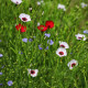 Len velkokvětý směs barev - Linum grandiflorum - semena lnu - 180 ks