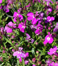 Lobelka nízká Riviera Rose - Lobelia erinus - semena lobelky - 500 ks
