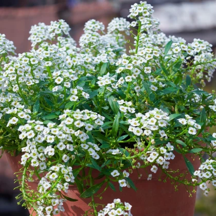 Tařicovka přímořská Yucon White - Lobularia maritima - semena tařicovky - 50 ks
