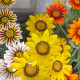 Gazánie Kiss Flame Mix F1 - Gazania rigens - semena gazánie - 18 ks