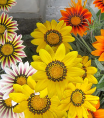 Gazánie Kiss Flame Mix F1 - Gazania rigens - semena gazánie - 18 ks