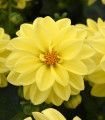 Dahlia variabilis 'Figaro Yellow Shades' – semena dalije – 20 kosov