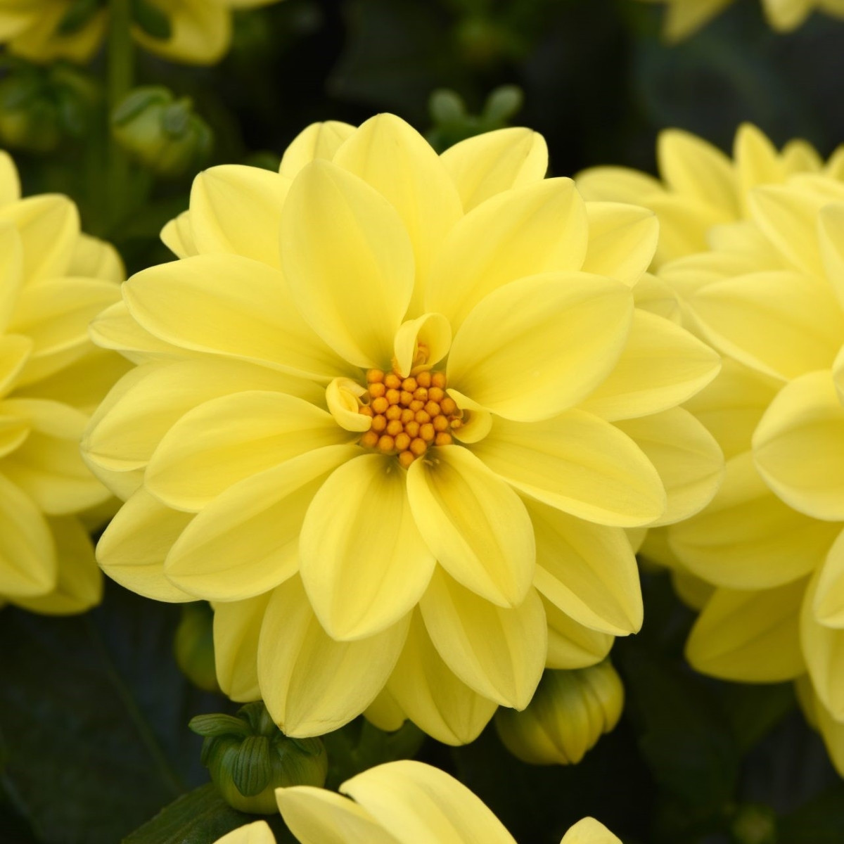 Jiřinka proměnlivá Figaro Yellow Shades - Dahlia variabilis - semena jiřinky - 20 ks