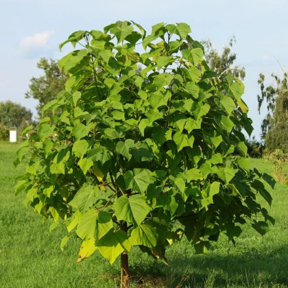 Paulovnie Shan Tong – Paulownia Shantong hybrid – semena paulovnie - 15 ks