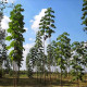 Paulovnie Shan Tong – Paulownia Shantong hybrid – semena paulovnie - 15 ks