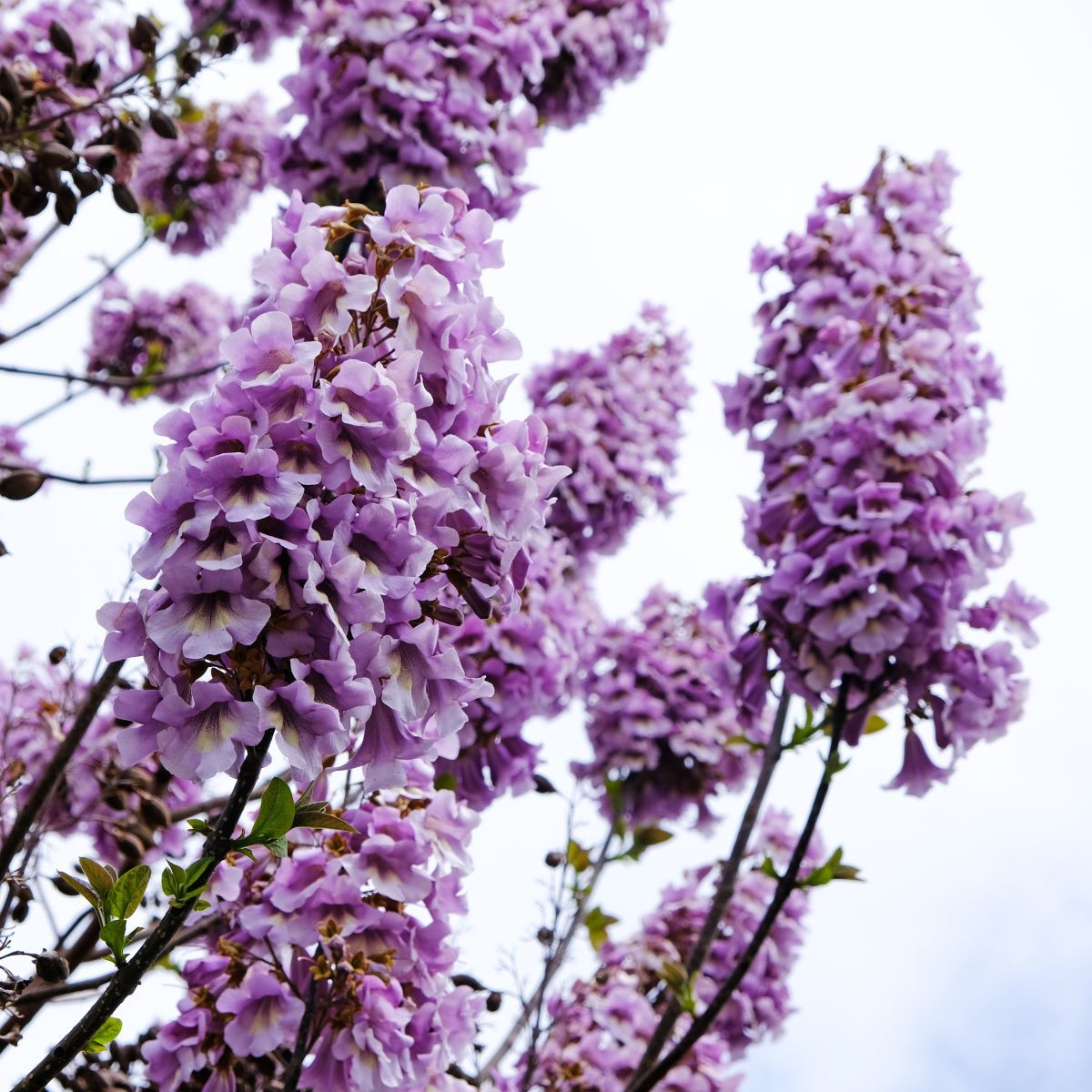Paulovnie Shan Tong – Paulownia Shantong hybrid – semena paulovnie - 15 ks