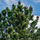 Borovice Limba - Pinus cembra - semena borovice - 7 ks