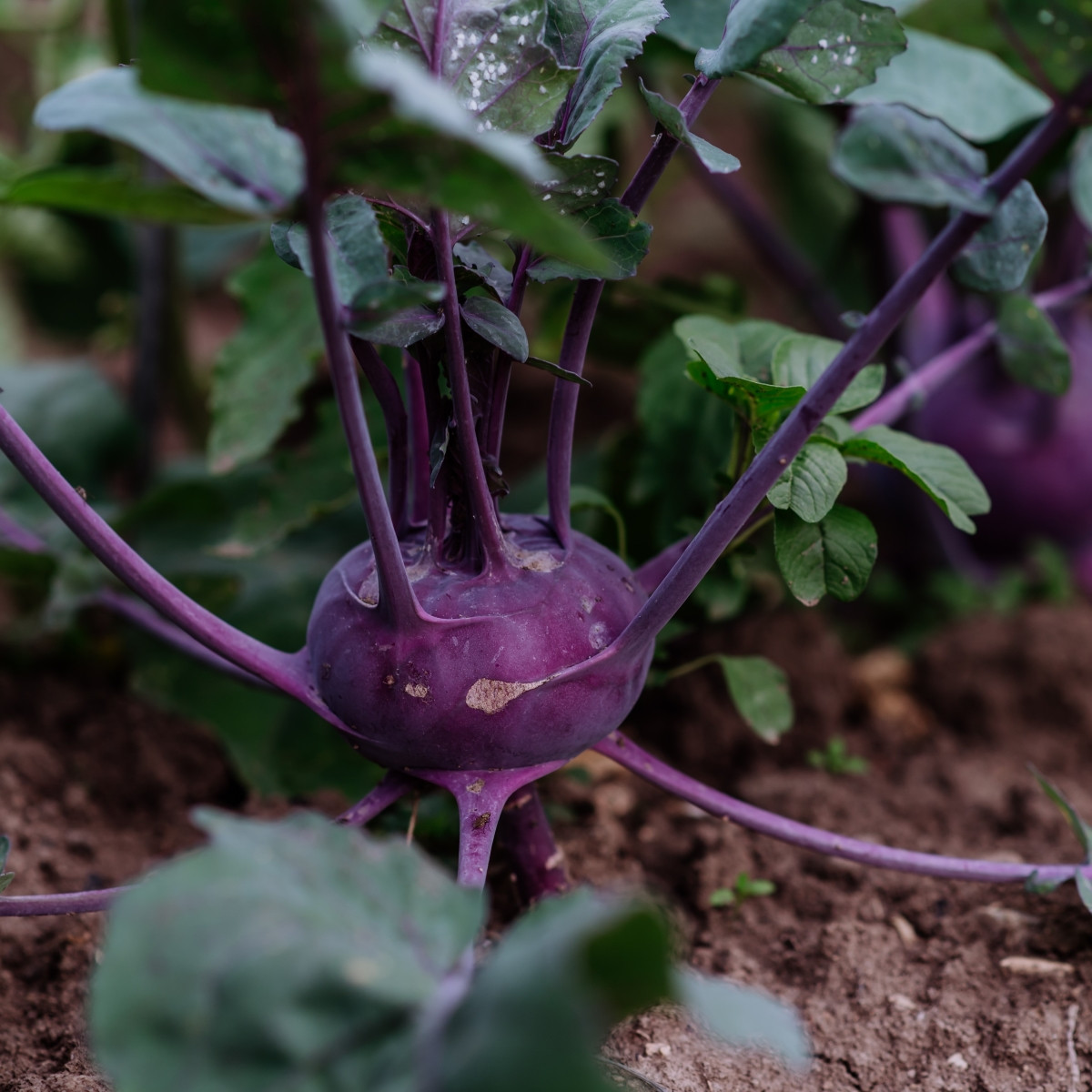 BIO Kedluben Blaro - Brassica oleracea var. gongylodes - bio semena kedlubnu - 50 ks