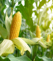 BIO koruza Mergoscia – Zea mays – ekološka semena koruze – 15 kosov