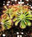 Rosnatka aliciae – Drosera alicinaea – semena rosnatke – 10 kosov