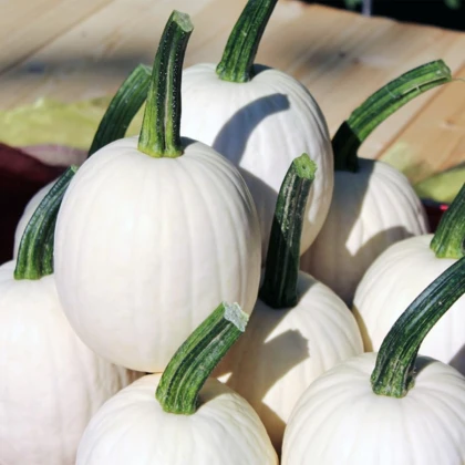 Tykev okrasná Snowdrop F1 - Cucurbita pepo - semena dýně - 6 ks