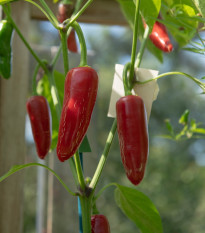 BIO čili jalapeño Ruben – Capsicum annuum – ekološka semena čilija – 6 kosov