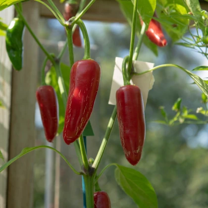 BIO čili jalapeño Ruben – Capsicum annuum – ekološka semena čilija – 6 kosov