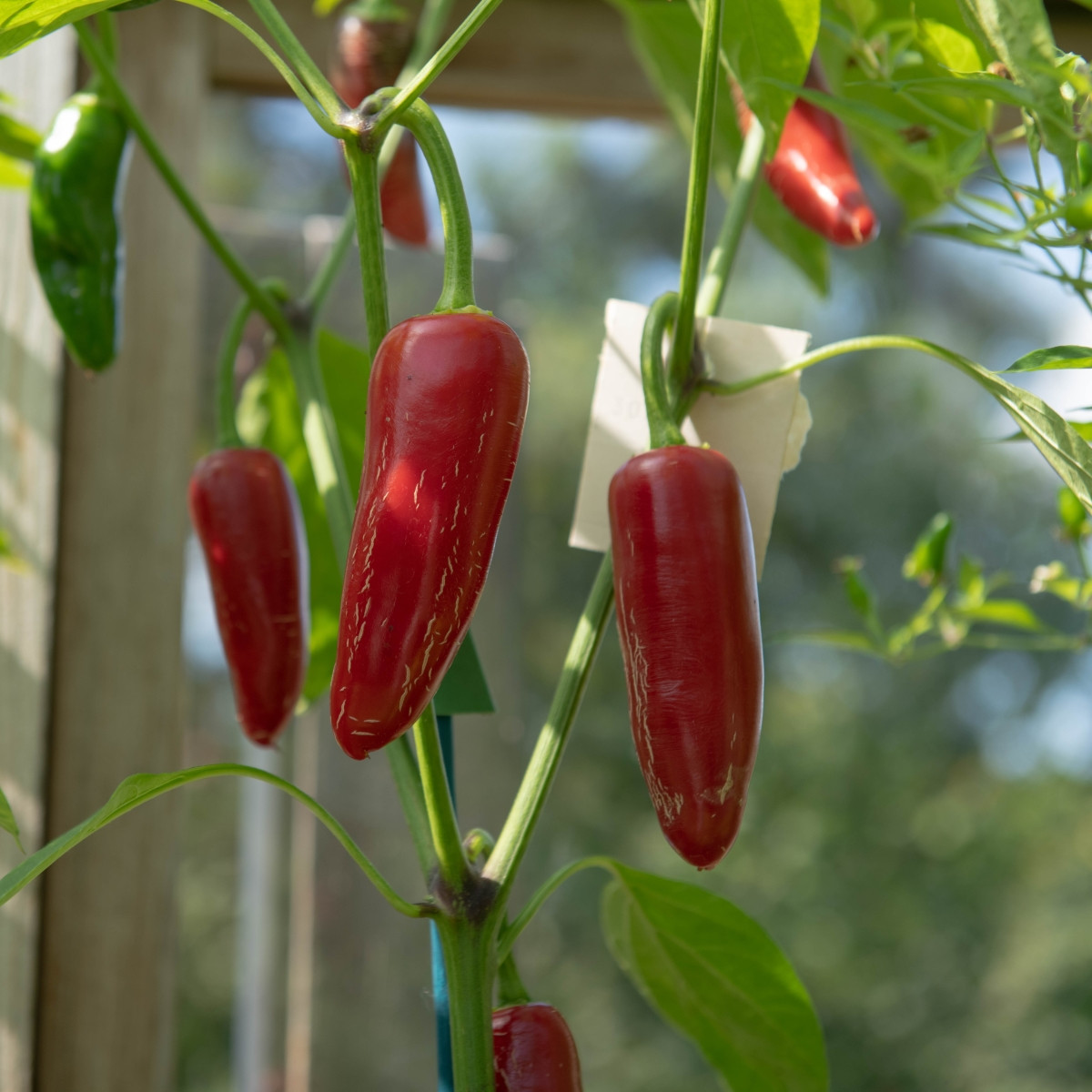 BIO čili jalapeño Ruben – Capsicum annuum – ekološka semena čilija – 6 kosov