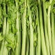 BIO Celer řapíkatý Tall Utah - Apium graveolens - bio semena celeru - 80 ks