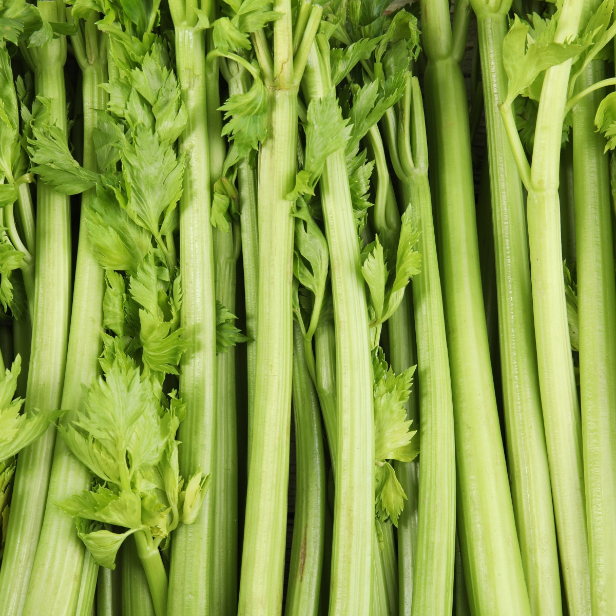BIO Celer řapíkatý Tall Utah - Apium graveolens - bio semena celeru - 80 ks
