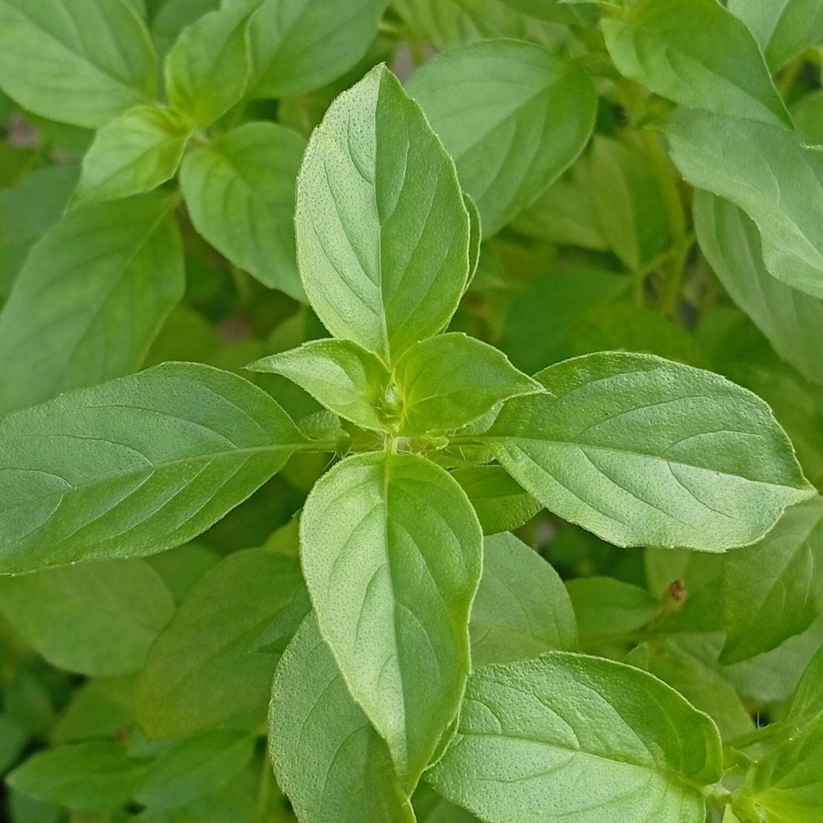 BIO Bazalka citrónová - Ocimum basilicum - bio semena bazalky - 100 ks