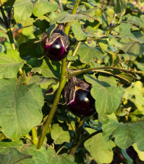 BIO Lilek Bambino - Solanum melongena - bio semena lilku - 15 ks