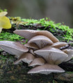 Lističasta goba – zrnata semena – Pleurotus ostreatus – semena – 500 ml