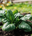 Špinača Fagot F1 – Spinacia oleracea – semena špinače – 200 kosov