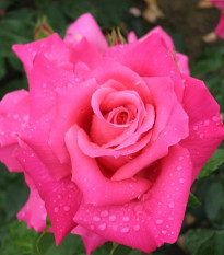 Růže velkokvětá keřová - Fragrant Criterion - Rosa - prostokořenné sazenice růže - 1 ks
