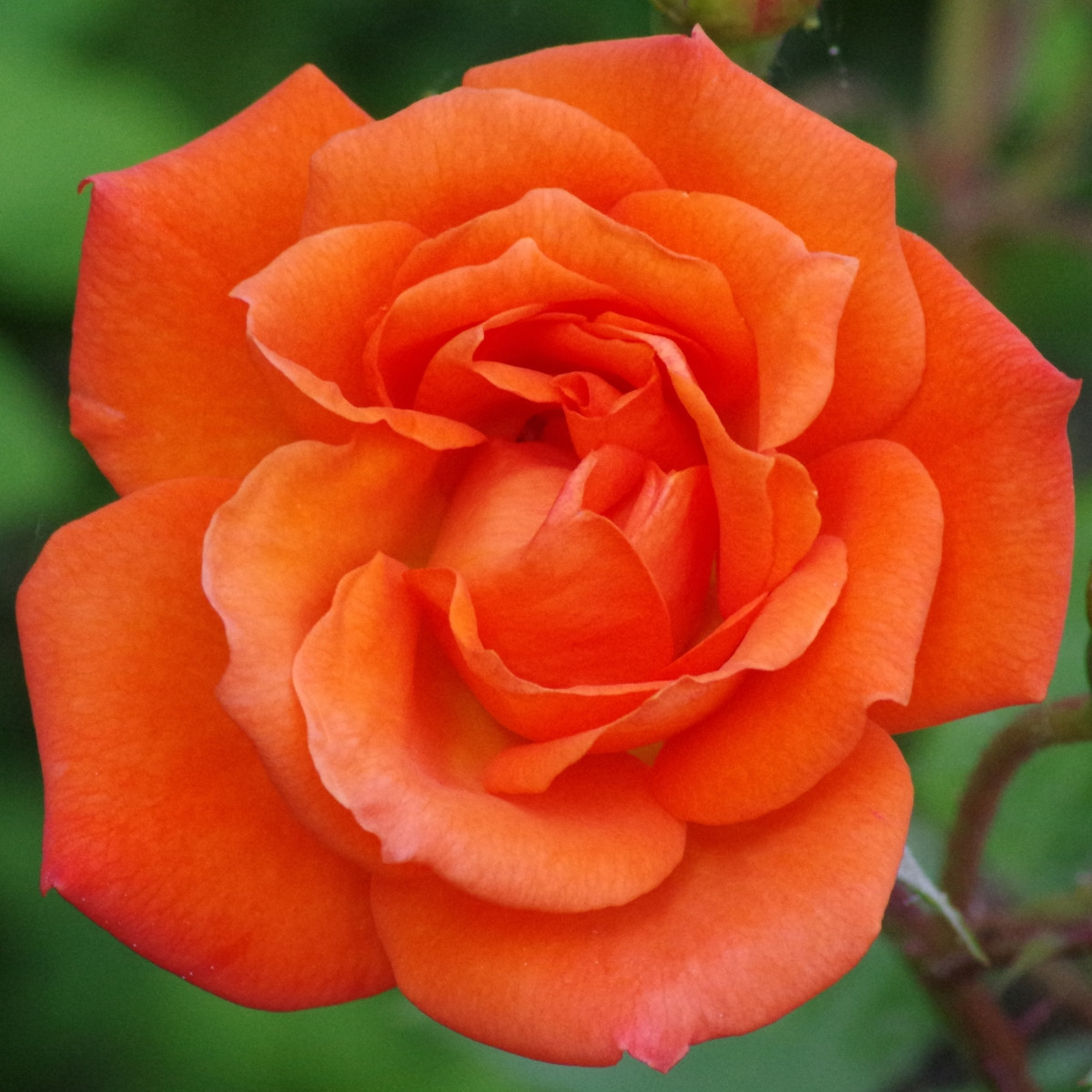 Růže velkokvětá keřová - Fragrant Doris Tysterman - Rosa - prostokořenné sazenice růže - 1 ks