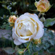 Růže velkokvětá keřová - Fragrant Chopin - Rosa - prostokořenné sazenice růže - 1 ks