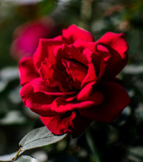 Růže velkokvětá keřová - Fragrant Mister Lincoln - Rosa - prostokořenné sazenice růže - 1 ks