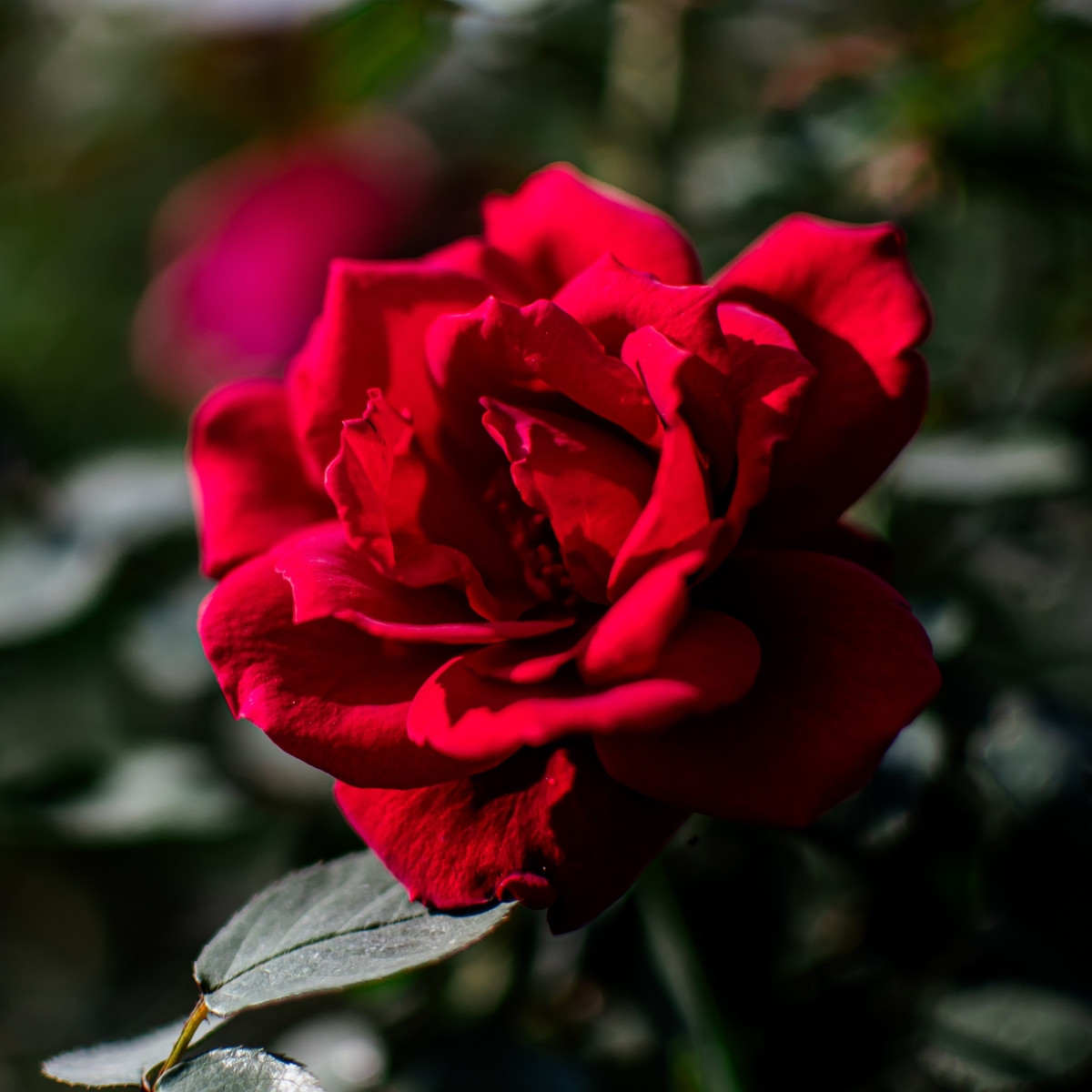 Růže velkokvětá keřová - Fragrant Mister Lincoln - Rosa - prostokořenné sazenice růže - 1 ks