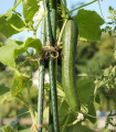 Solata Tribute F1 – Cucumis sativus – semena kumare – 10 kosov