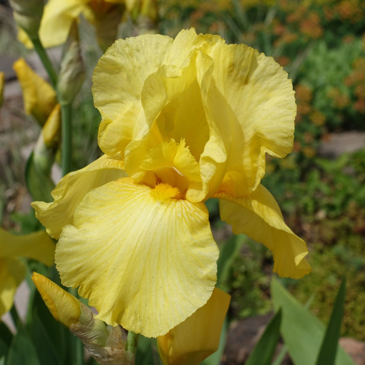 Kosatec německý Maui Moonlight - Iris germanica - hlízy kosatce - 1 ks