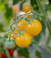 Grmičasta paradižnika Minigelbus F1 – Solanum lycopersicum – semena paradižnika – 10 kosov
