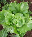 Solata Miniko, glavna ledena solata – Lactuca sativa – semena solate – 100 kosov