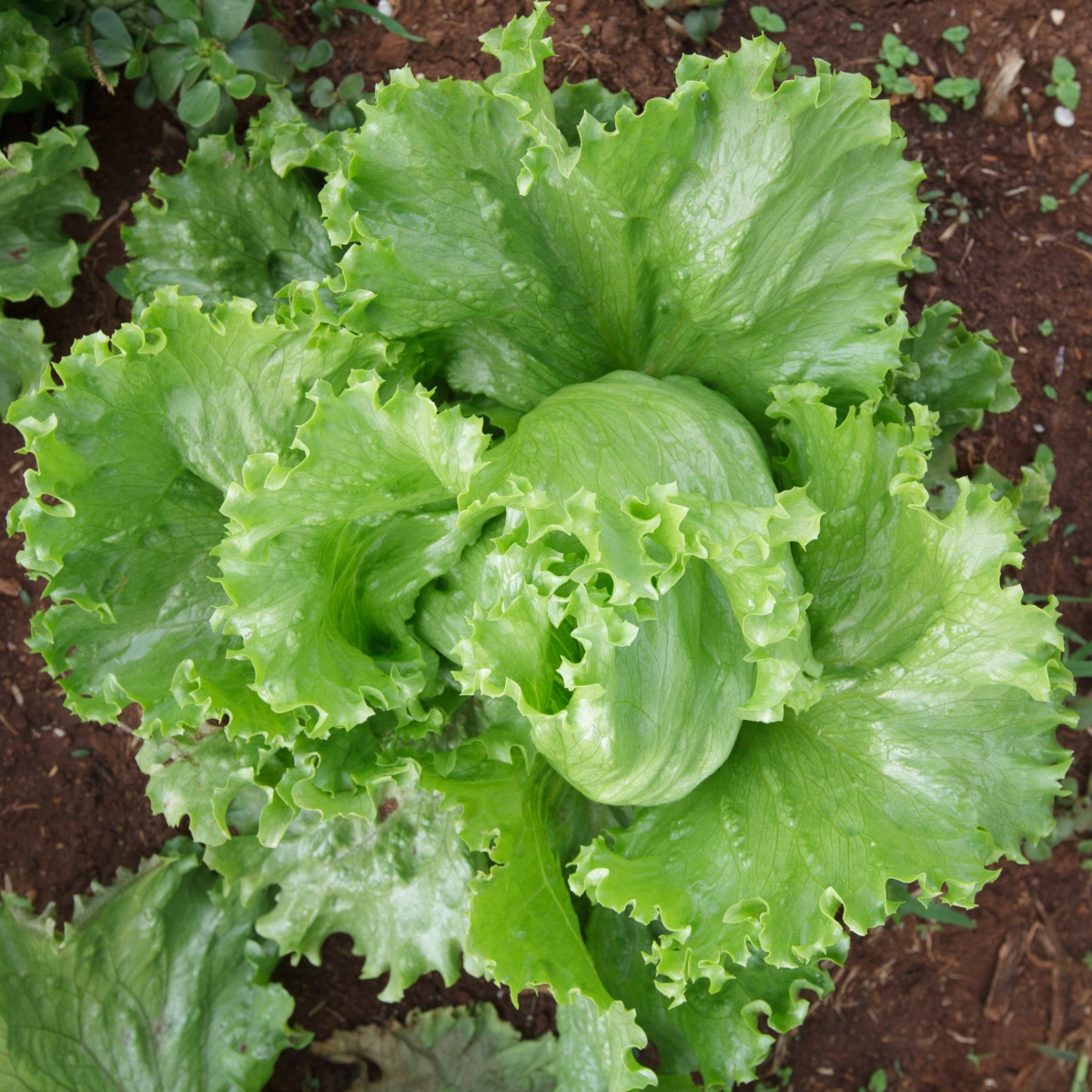 Salát Miniko hlávkový ledový - Lactuca sativa - semena salátu - 100 ks