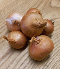 BIO Cibule šalotka Biztro - Allium cepa - bio cibulky - 150 g