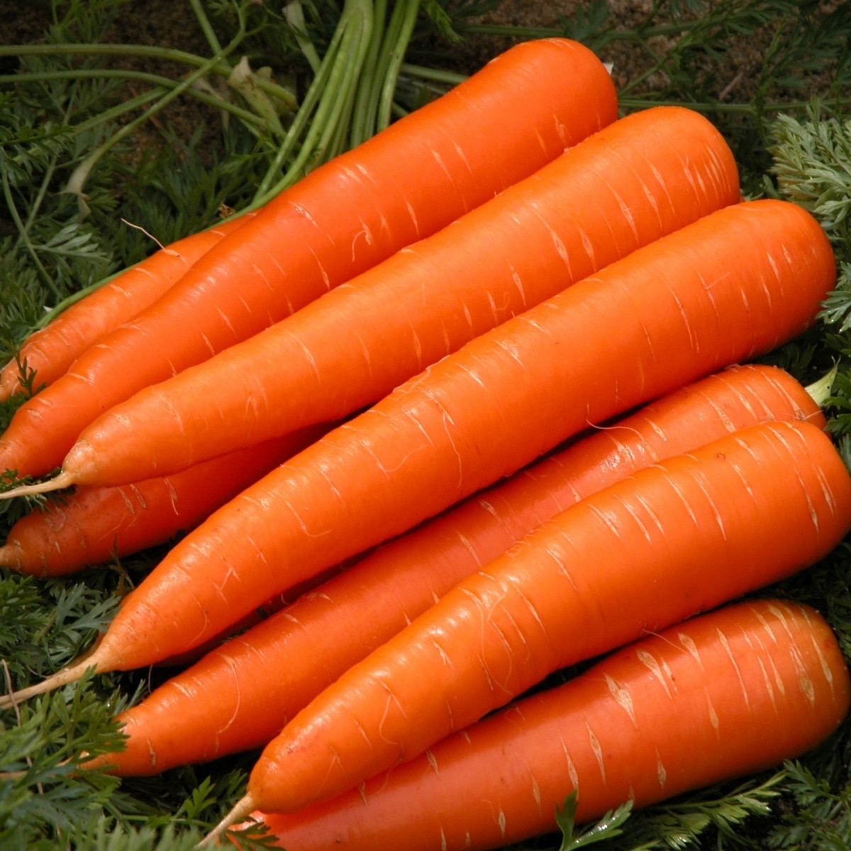 Mrkev Berlikumer 2 - Daucus carota - semena mrkve - 150 ks