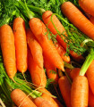 Korenje Rubína – Daucus carota – semena korenja – 150 kosov