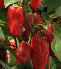 Paprika Sweet Heat F1 - Capsicum annuum - semena papriky - 6 ks