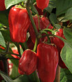 Paprika Sweet Heat F1 – Capsicum annuum – semena paprike – 6 kosov