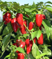 Paprika Balconi F1 – Capsicum annuum – semena paprike – 6 kosov