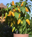 Paprika Terrazzi F1 – Capsicum annuum – semena paprike – 6 kosov
